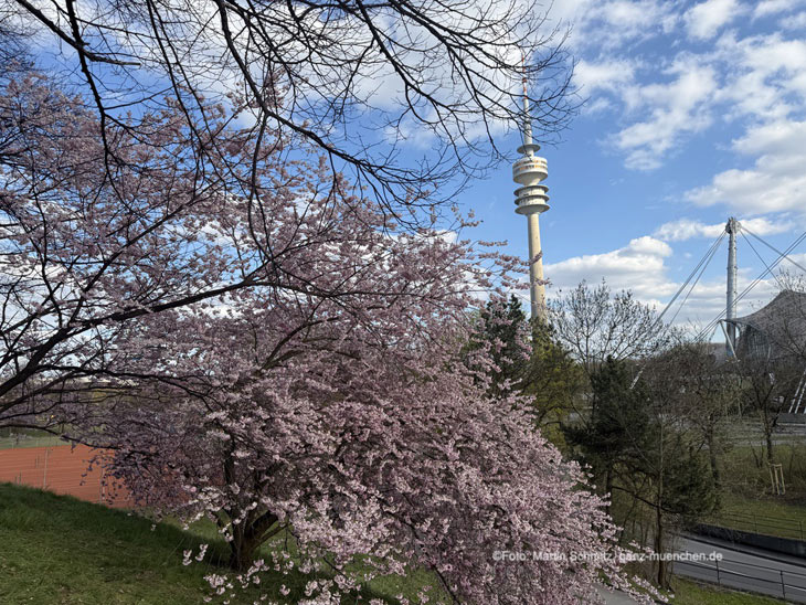 Kirschbl&uuml;ten 2026 im Olympiapark (Foto: Martin Schmitz)